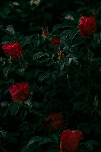 Roses Flowers Red Plant Bush Hd Phone Wallpaper Peakpx