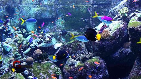 47 Aquarium Hd 1080p Wallpapers Wallpapersafari