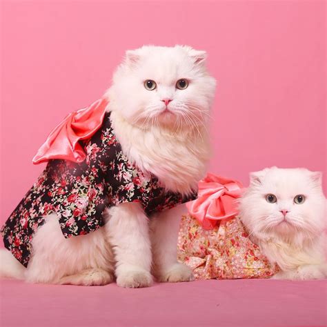 19 Kitties In Kimonos Hot New Trend In The Cat World GALLERY