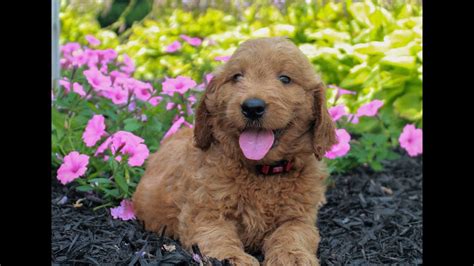 See our son's dark apricot irishdoodles! Goldendoodle Puppies for Sale - YouTube
