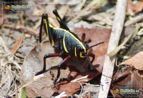 How to kill lubbers diggin florida dirt. maycintadamayantixibb: Grasshopper With Black And Yellow ...