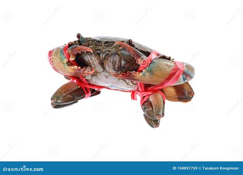 Fresh Alive Sea Crab Is Tied By Red Rope Isolated On White Stock Image
