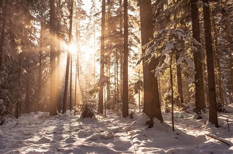 Sun Shines Through Trees In A Winter By Andreas Schott Bonnix
