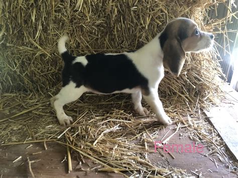 Click here to be notified when new bluetick coonhound puppies are listed. Beagle Puppies For Sale | West Liberty, KY #332629