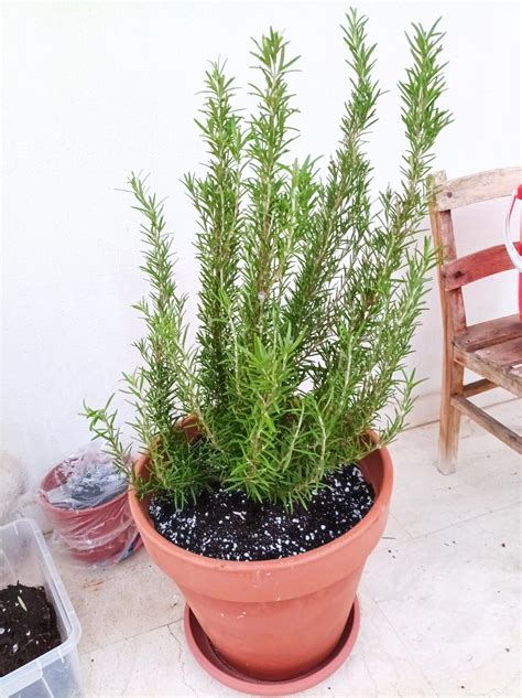 Rosemary Is Very Tall Can I Hard Prune The Tops Now In Falli Want It