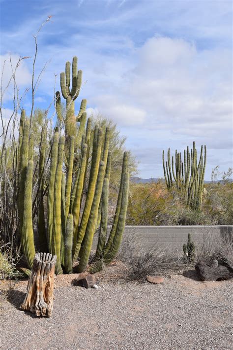 Happileerving Organ Pipe Cactus National Monument