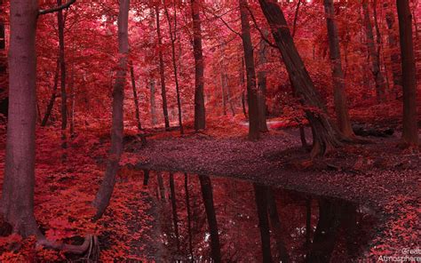 Red Forest Desktop Wallpaper 25828 Baltana
