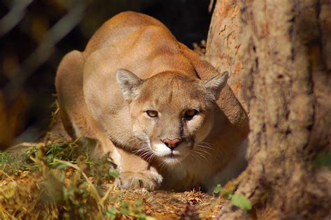 Mountain Lion Attacks Man Relaxing In Colorado Hot Tub With Wife Iheart