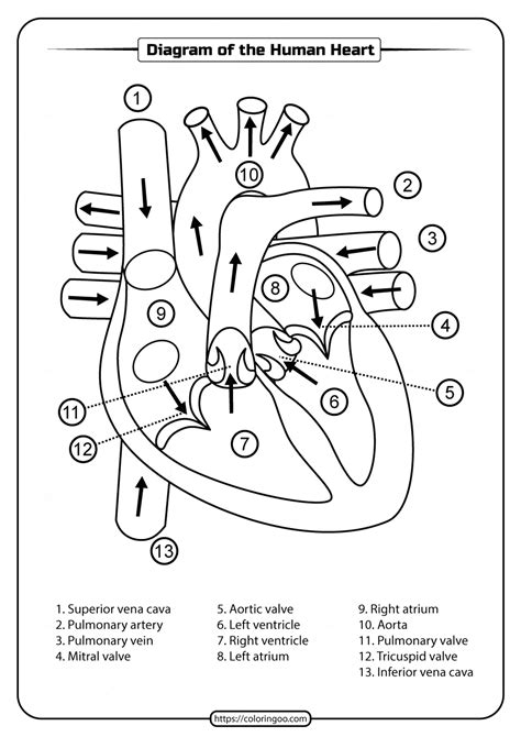 Printable Diagram Of The Human Heart Pdf Worksheet Heart Diagram