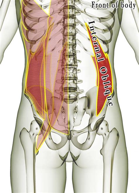 The erector spinae muscles are the primary postural and antigravity muscles of the spine. Internal Abdominal Oblique - SMR Tips | Lower back muscles anatomy, Tight hip flexors, Hip flexor