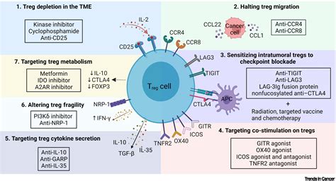 Therapeutic Targeting Of Regulatory T Cells In Cancer Trends In Cancer