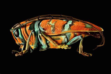 Macro Insect Shots Made Of 10000 Separate Photos With A Microscope