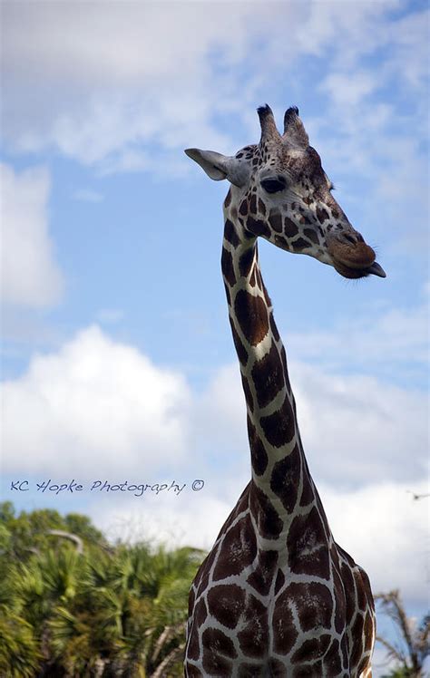 Giraffe with tongue out vector cartoon clipart. Giraffe Sticking Tongue Out Photograph by Adam Hopke