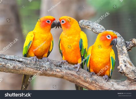 Lovely Sun Conure Parrot Birds On Stock Photo 451292563
