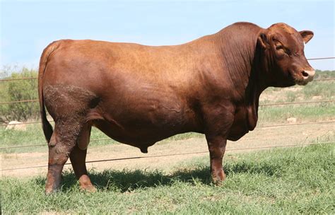 Red Angus Bola Red Angus Hereford Cattle Braford Cattle New South