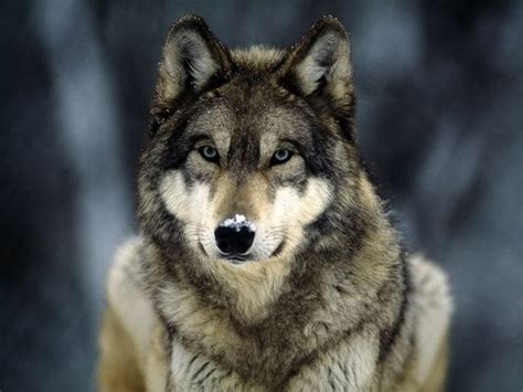 Wolves Images Beautiful Grey Wolf