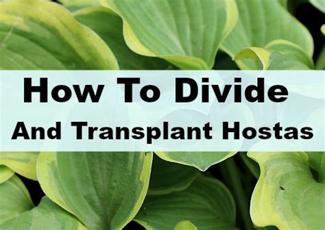 How To Successfully Divide And Transplant Hostas In Your Yard