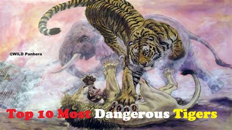 Top 10 Most Dangerous Tigers In History Top 10 Strongest Tigers Youtube