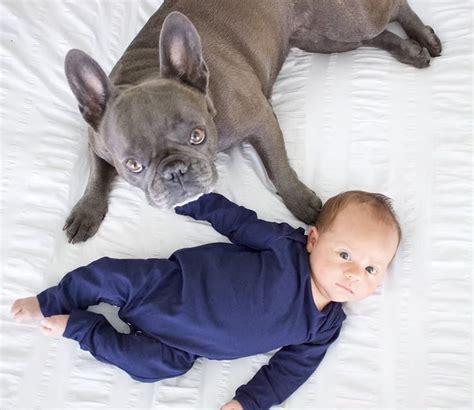 Pictures Of French Bulldogs And Babies Popsugar Uk Parenting Photo 6