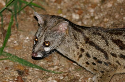 Cape Genet Genetta Tigrina Also Known As The South African Large