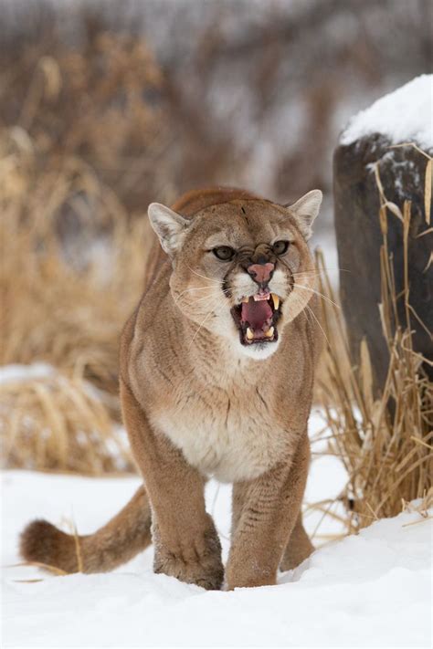 109 Best Puma And Jaguarundi Images On Pinterest Big