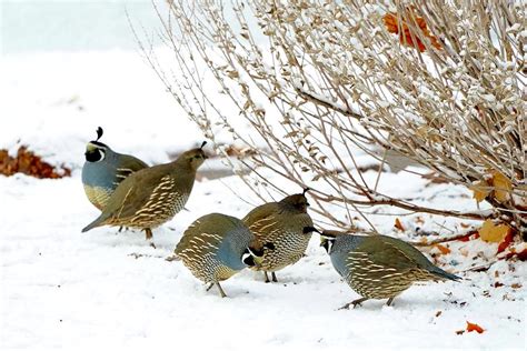 A Cubby Of California Quail On Snow Photograph By Brent Bunch Pixels