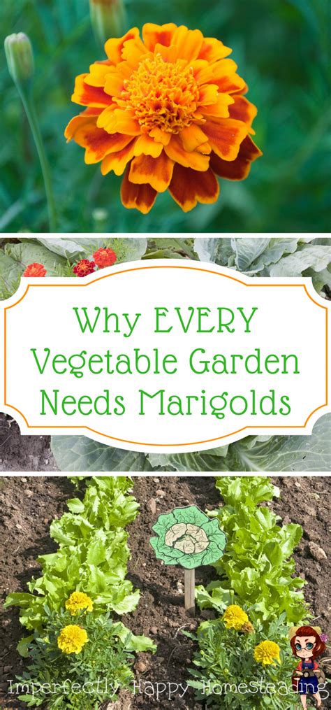 Why Every Vegetable Garden Needs Marigolds Your Gardening Efforts Will