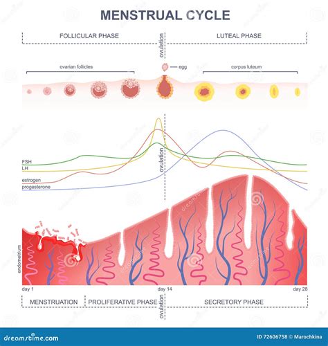 Esquema Del Ciclo Menstrual Ilustración Del Vector Imagen 72606758