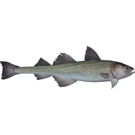 Categoryocean Fish Pack Dycki1231 Zt2 Download Library Wiki Fandom