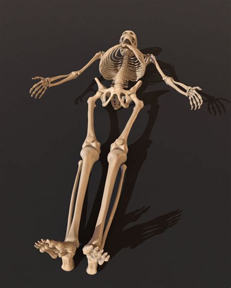 Free 3d Skeleton Model Online Best Design Idea