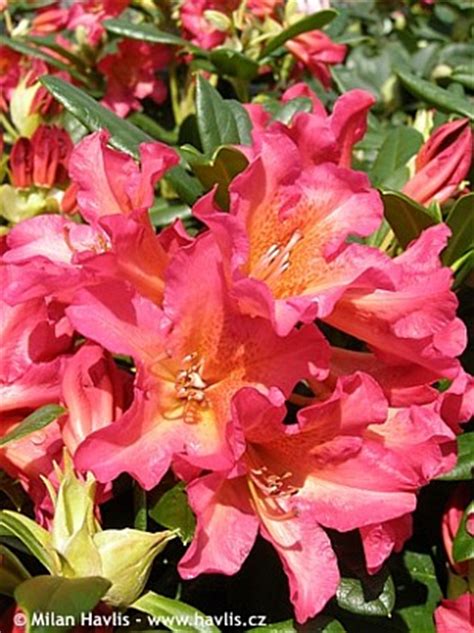 Rhododendron Golden Gate About Garden Com