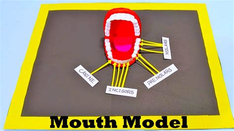 Mouth Teeth Model 3d Project Diy At Home Biology Project