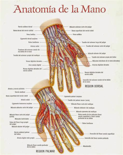 Anatomia Mano Anatomía Anatomía Médica