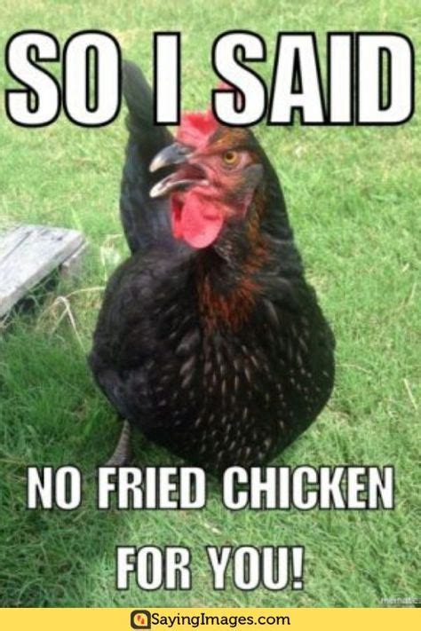 100 Chicken Memes Ideas Chickens Chicken Humor Chickens Backyard