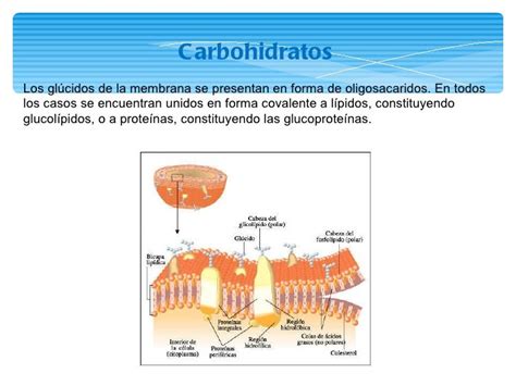Funcion De Los Carbohidratos En La Membrana Celular Compartir Celular