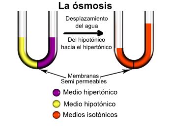Both osmosis and simple diffusion happen without assistance. Ósmosis - Wikipedia, la enciclopedia libre