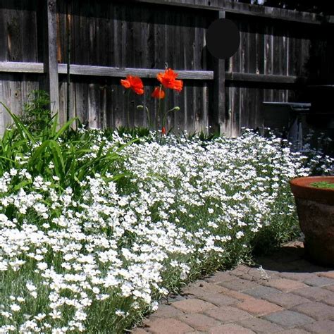 Snow In Summer Is A Fluffy Ground Cover With Airy White Flowers And