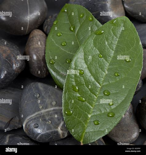 Zen Stones And Leaves With Water Drops Stock Photo Alamy