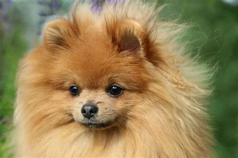 16 Dogs That Look Like Pomeranians With Pictures All About Poms