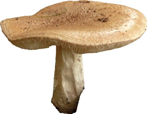 Mushroom Png Transparent Images Png All