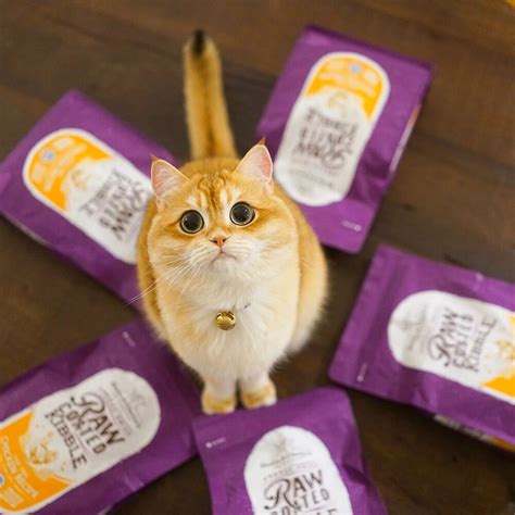 So my cat loves his new food stella and chewys freeze dried diet! Cat Kibble | Stella & Chewy's Pet Food