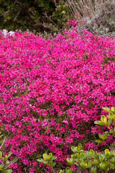 Red Wings Creeping Phlox Creeping Phlox Perennials Plants