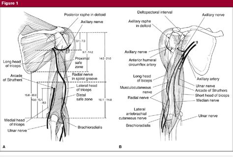 Figure 4 From Surgical Exposures Of The Humerus Semantic Scholar