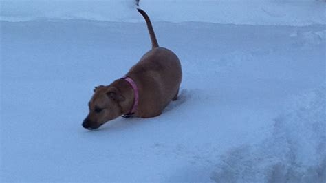 Puppies Frolic In The Snow Cnn