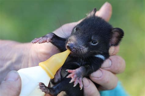 First Tasmanian Devil Joeys Born On Mainland Australia In The Wild In