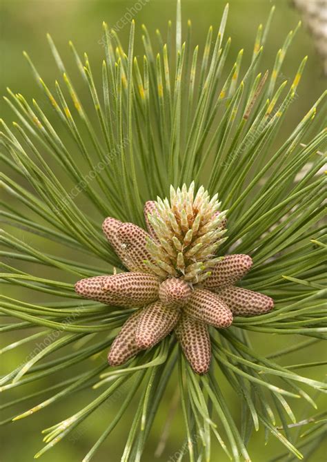 Maritime Pine Flowers Pinus Pinaster Stock Image B5000401