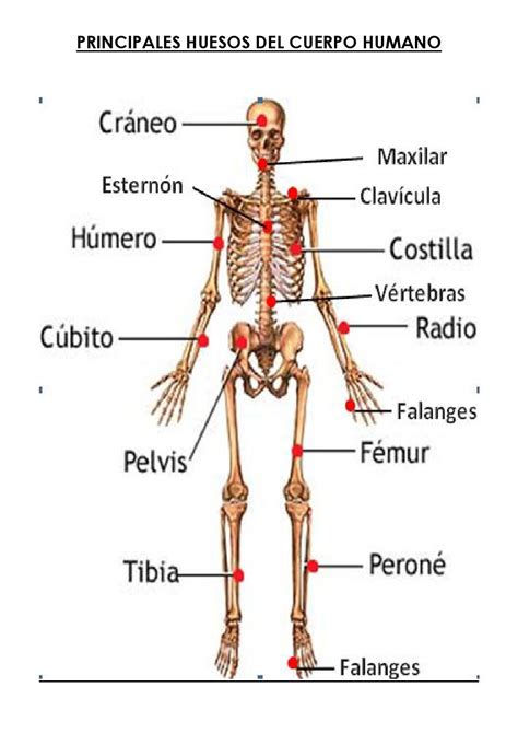 Huesos Del Cuerpo Humano El Cuerpo Humano Y Partes Del Mismo