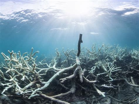 Tbw Australias Great Barrier Reef Suffered A Catastrophic 30 Die