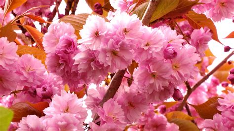 10 Beautiful Trees Suitable For Small Gardens A Spring Spectacle