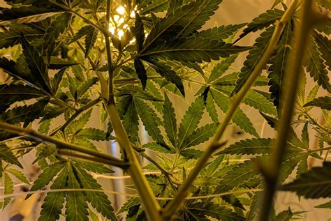 Таблица тиражей с информацией о розыгрыше суперприза. Why Is 4/20 National Weed Day? • Hop Culture
